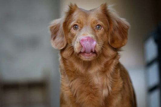 Help, my dog has stopped eating, what now?