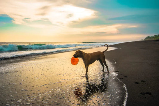 Does my dog have a digestive problem?