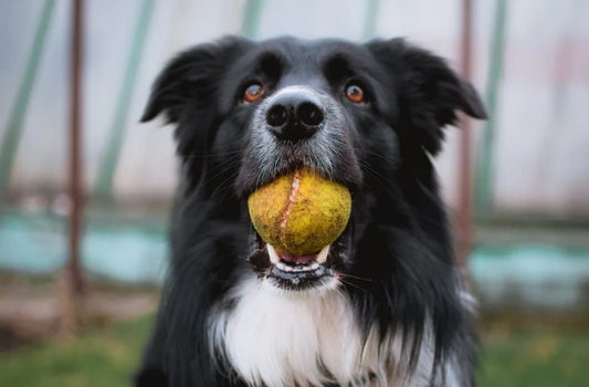How Can My Dog Play With Other Dogs?