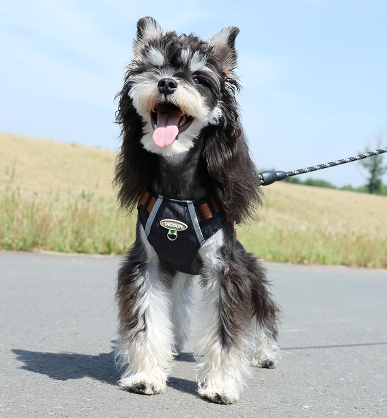 Lightweight pet harness with reflective strips + a free small night light
