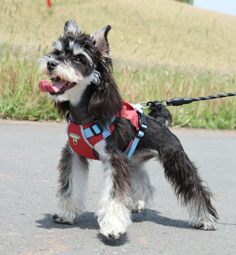Lightweight pet harness with reflective strips + a free small night light