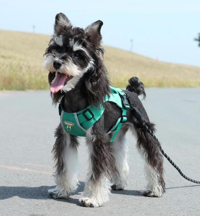 Lightweight pet harness with reflective strips + a free small night light