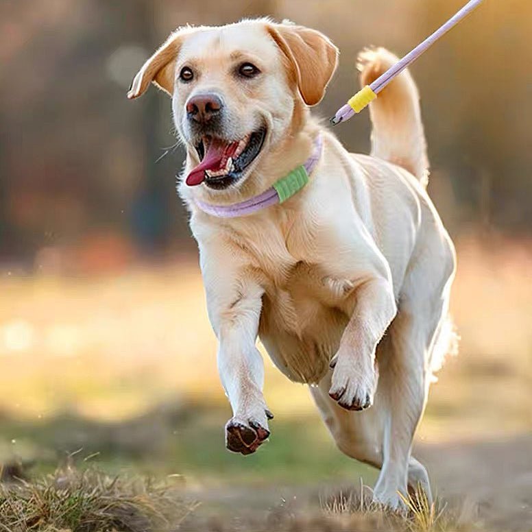 Explosion Proof Punch Cloud Bubble Dog Leash