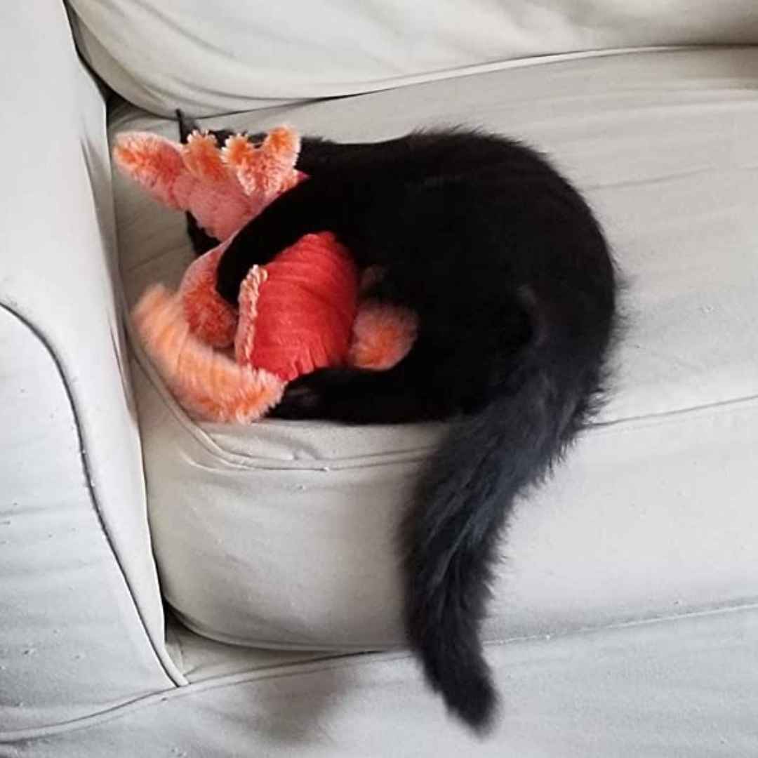 Floppy Lobster Interactive Dog Toy