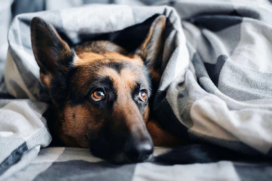 Help! My dog or puppy won't sleep