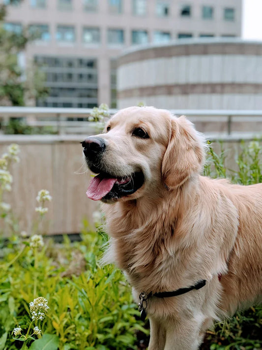 The Best Dog Breeds for Families with Children