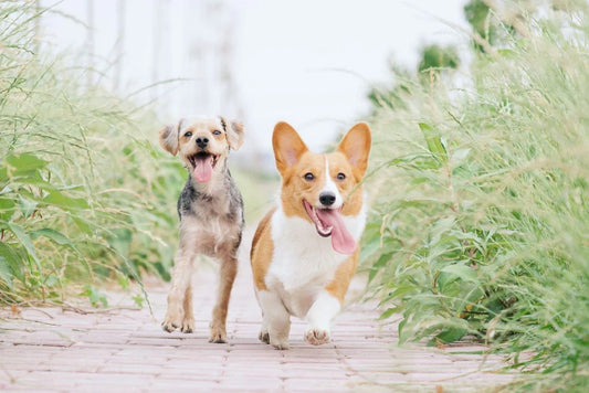 Six Ways to Keep Your Dog from Getting Lost