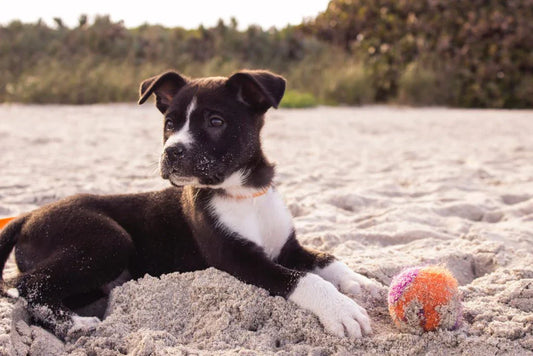 Can I trust my dog?