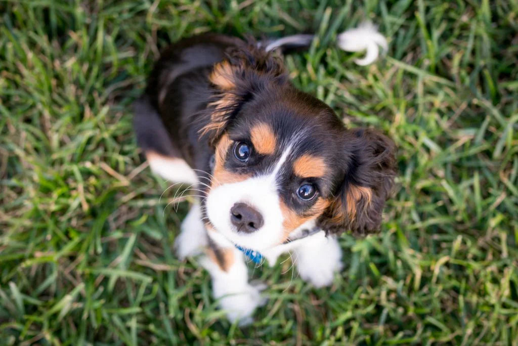 Help!? My Puppy Pees in the House
