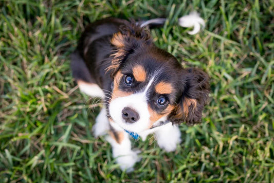Help!? My Puppy Pees in the House