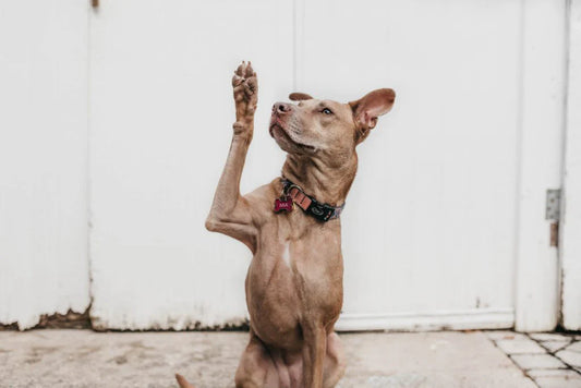 How do I get my dog to stop begging?