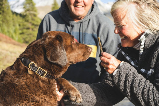 Which dog breed is right for me?