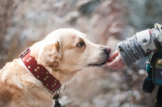 The Benefits of Adopting a Dog from a Shelter