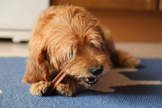 The Importance of Nutrition for a Healthy Dog: A Guide to the Best Dog Foods