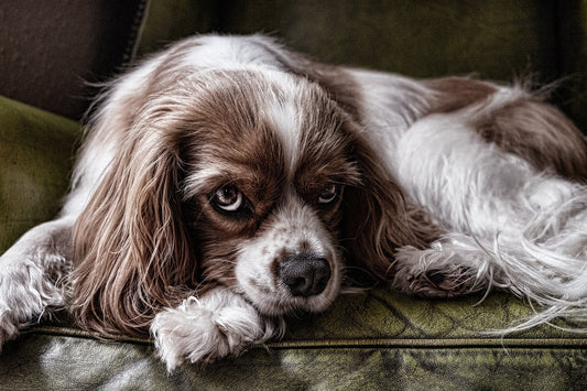 How to Deal with Separation Anxiety in Dogs
