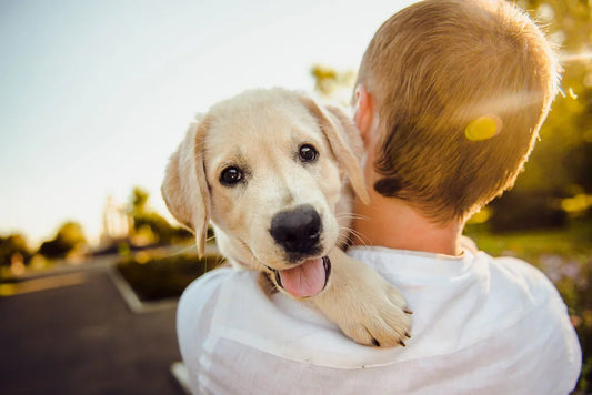 Training a Puppy: Tips for a Happy and Obedient Dog!