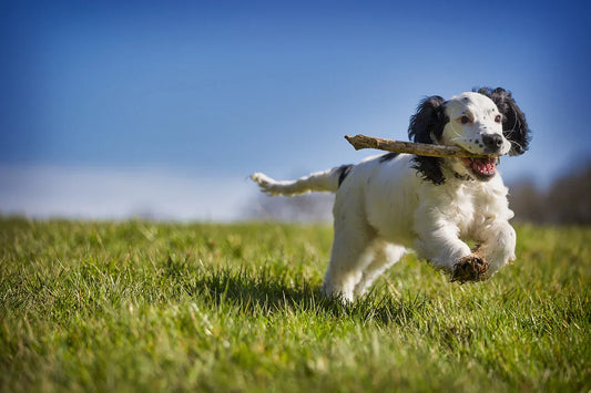 The Importance of Regular Exercise for Dogs