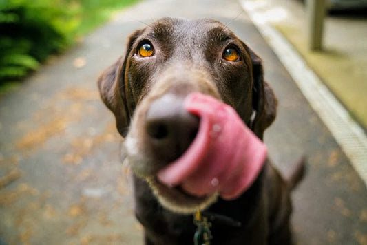 My dog ate chocolate, now what?