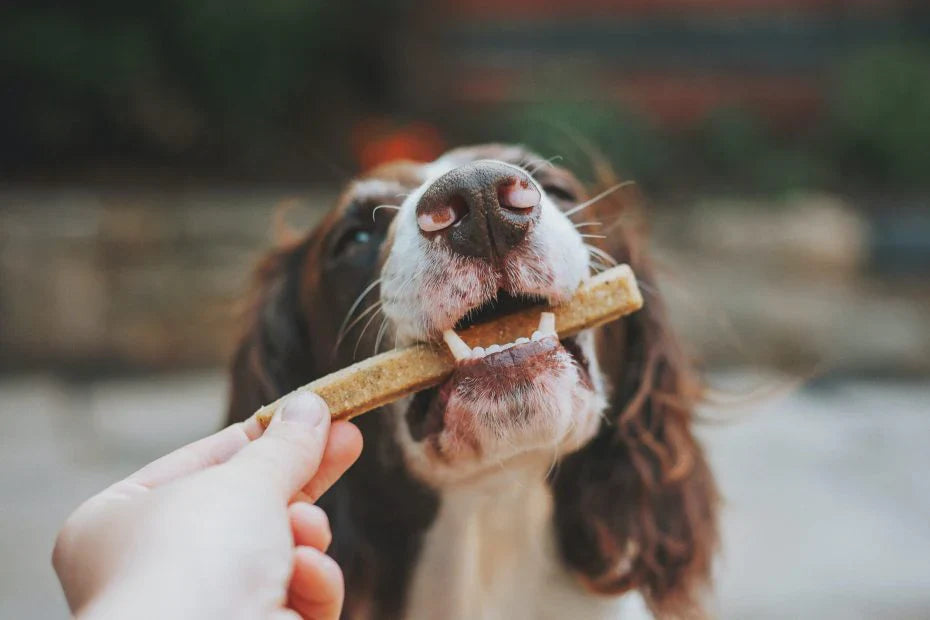How can my dog lose weight?