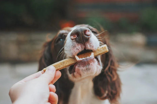 How can my dog lose weight?