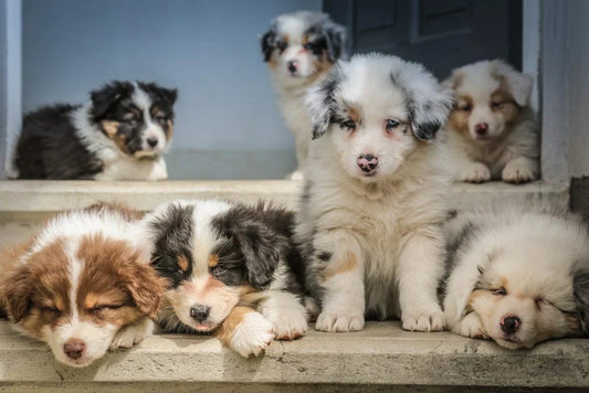 Differences between buying or adopting a puppy