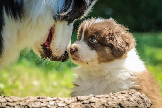 What are the symptoms of dementia in dogs?