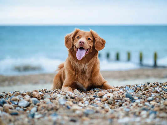 How to make your dog behave in public