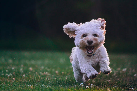 How can I get my dog to stop barking at strangers?
