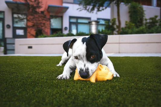 My dog chews on everything he sees