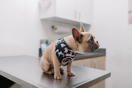My dog is aggressive at the vet, what now?