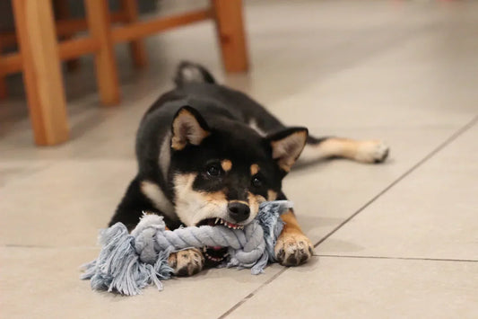 How do I get my puppy to stop biting?