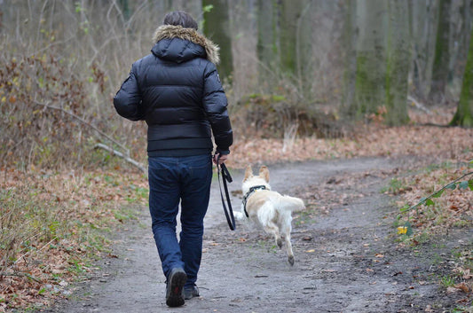 The Importance of Tick Prevention for Your Dog's Health