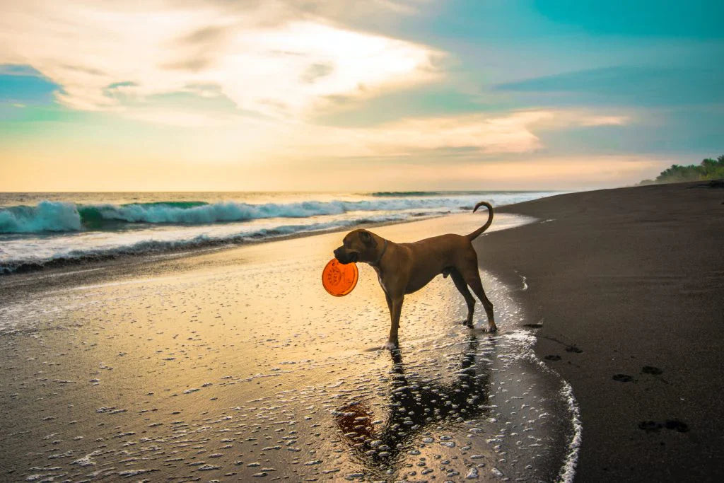Does my dog have a digestive problem?