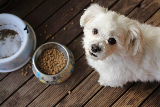 What you need to know about dog food!