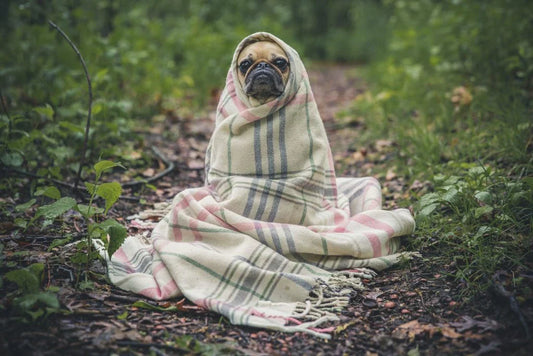 Correcting your dog's unwanted behavior