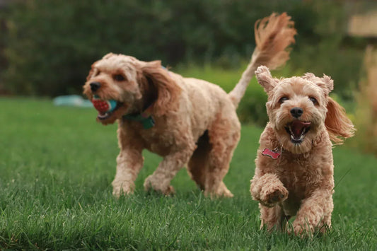 How can I play with my dog?