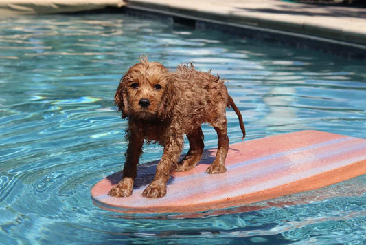 How do you get your dog used to water?