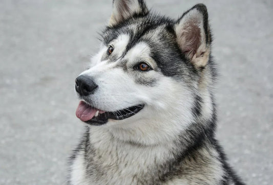 Why Treats Are the Way to Go