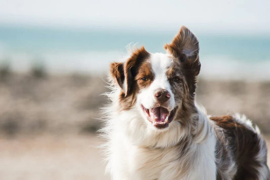 How Do I Brush My Dog's Teeth?