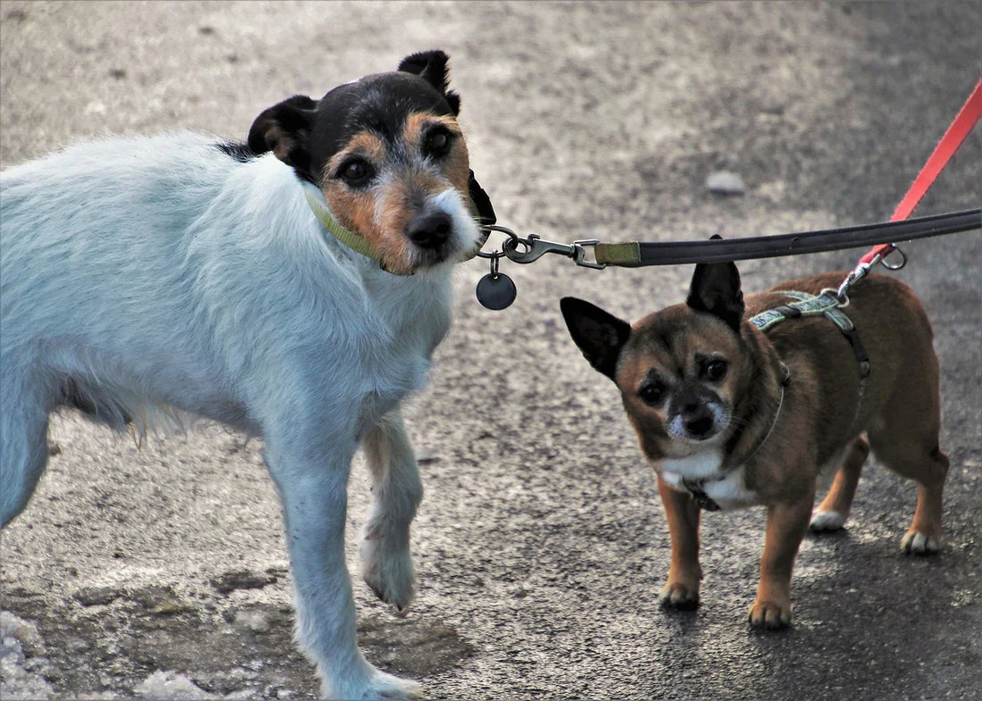 The Effects of Weather on Dog Health: Tips for Coping with Different Weather Conditions