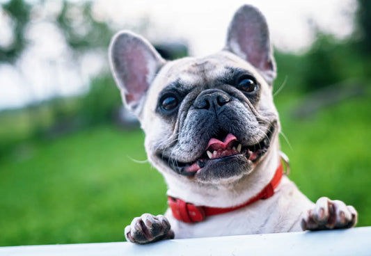 What can and can't my dog eat?