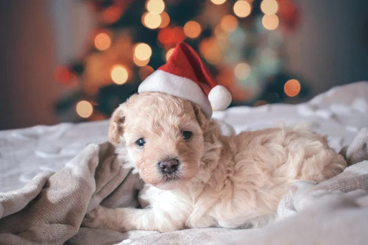 A new puppy in the house, what now?