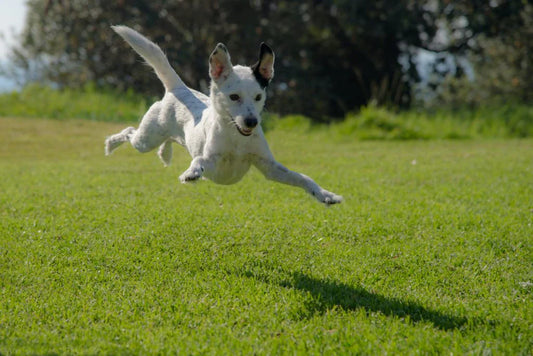 What are the different pain medications for dogs?