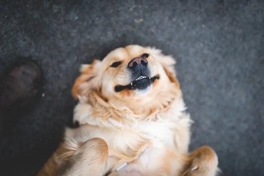 Teach your dog to roll over easily