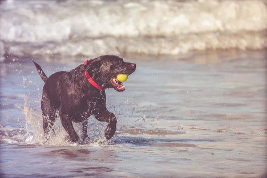 Vitamins for Dogs | The Complete Guide