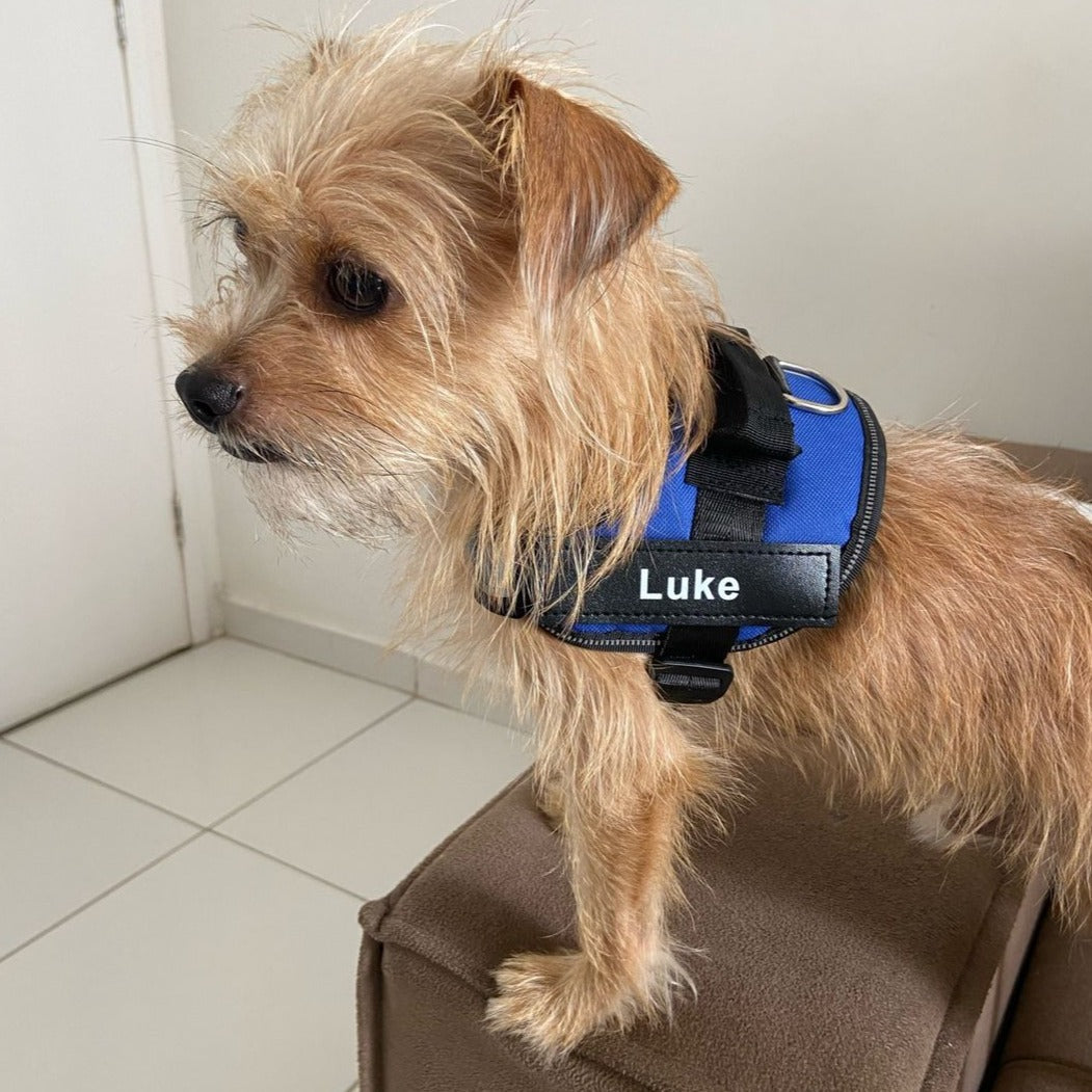 Ultimate Personalized No Pull Dog Harness