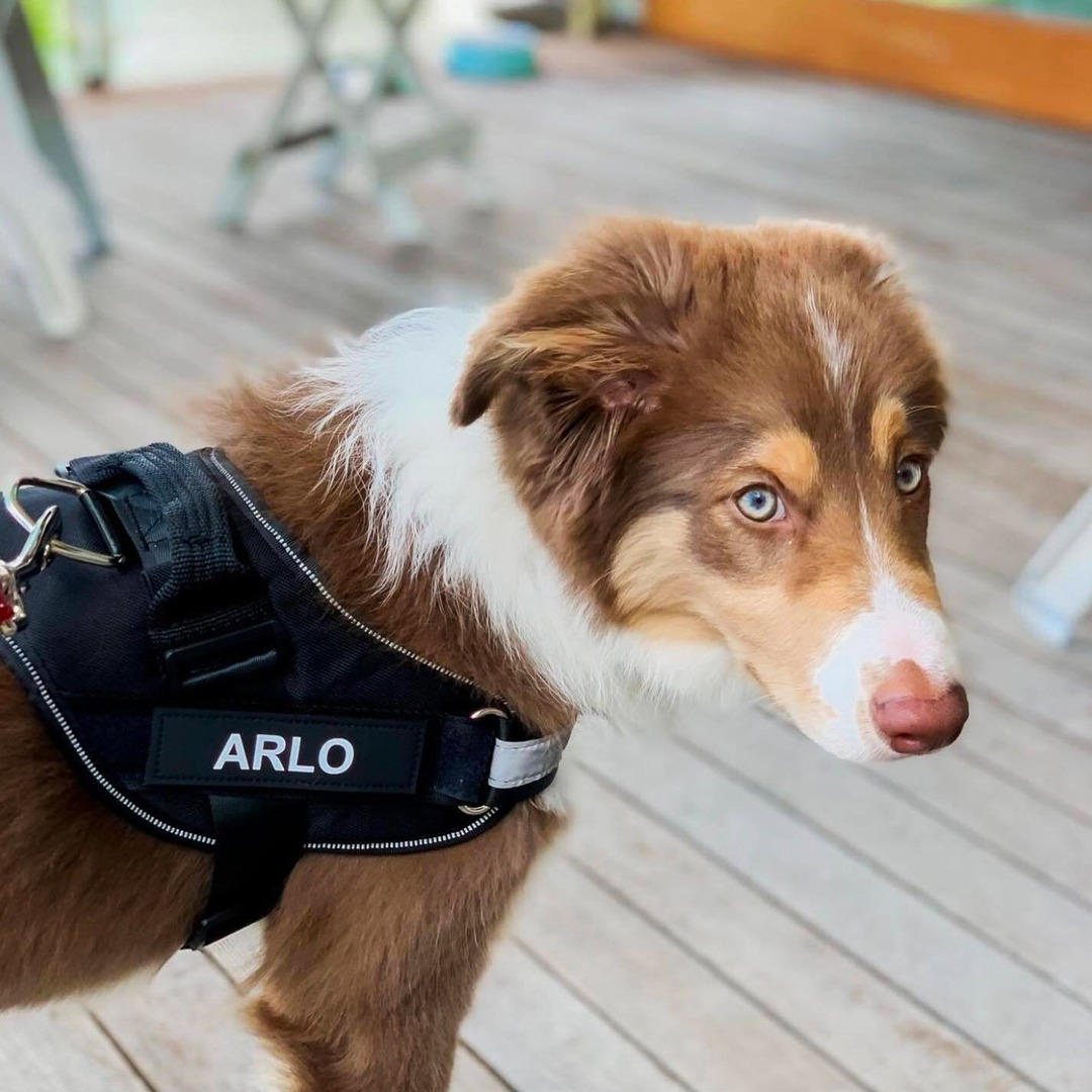 Ultimate Personalized No Pull Dog Harness