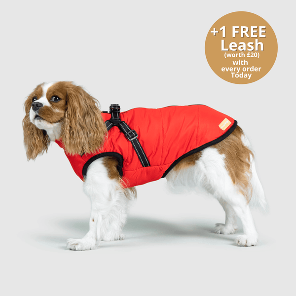 Dog 3 in 1 Jacket – Mars Paws