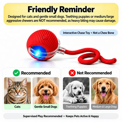 Interactive Cat & Dog Teaser Toy with Two Additional Tails, Kitten Rolling Ball Toy, Pet Supplies, Dog & Cat Accessories Cute dog toys