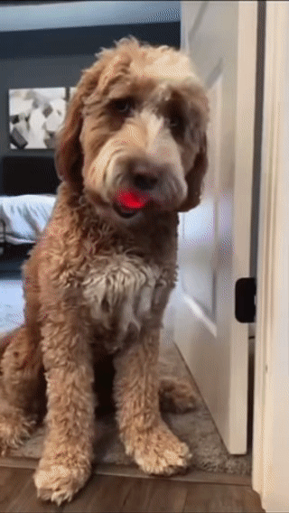 Viral DuraSpin™ Interactive Dog Ball